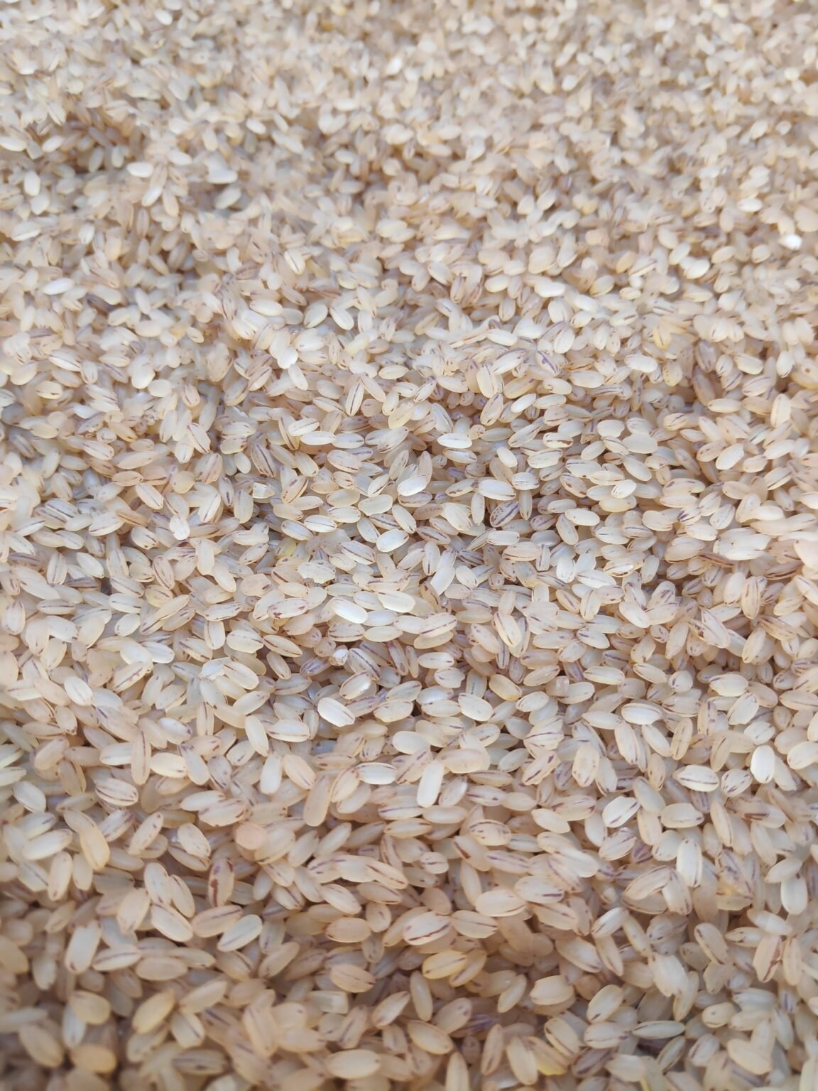 Red Rice Matta Rice Rice Products – General Trading
